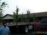 More corn!