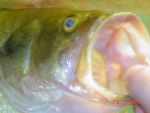I caught you a delicious bass!