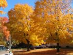 Highlight for Album: 2004 Fall Colors